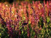 FB体育在线-莱奥个人能力完全展现，勒沃库森打穿德国—当葡萄牙天才遇上德甲铁军