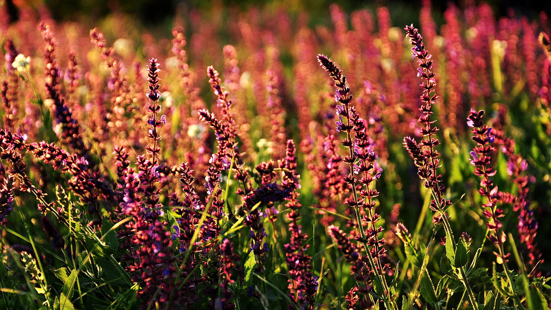 莱奥个人能力完全展现，勒沃库森打穿德国—当葡萄牙天才遇上德甲铁军